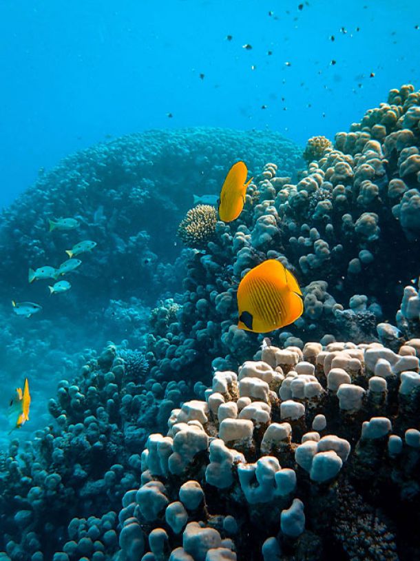 limpido fondale marino con pesci e scogli - foto di Francesco Ungaro dal sito Pexels